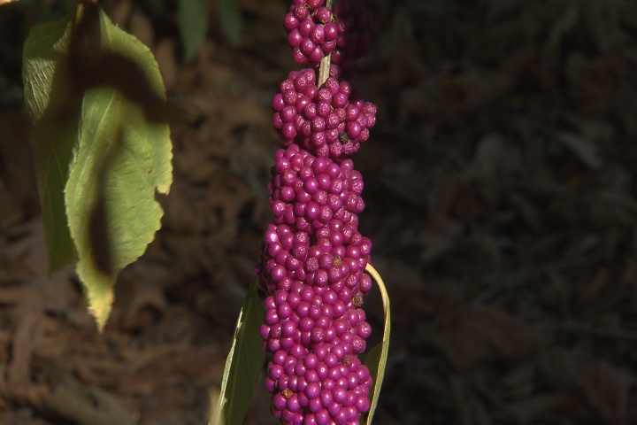 Native American beautyberry is easy to grow